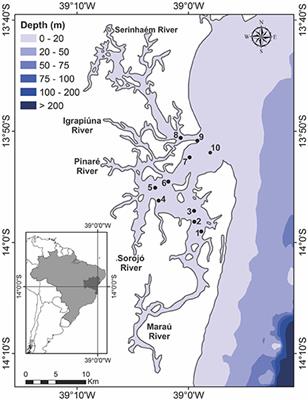 Metagenomic Analysis of Cyanobacteria in an Oligotrophic Tropical Estuary, South Atlantic